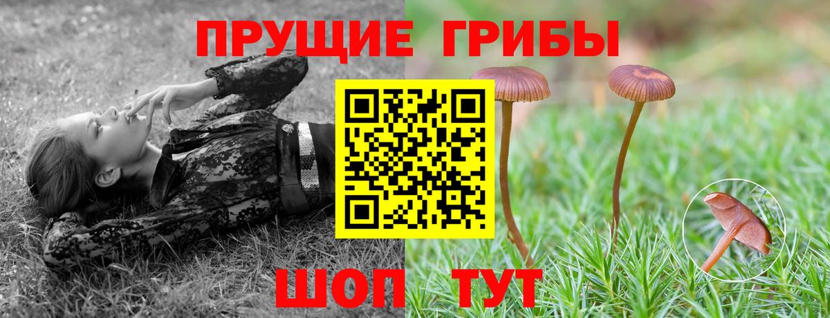 Псилоцибиновые грибы Psilocybe  Амурск 